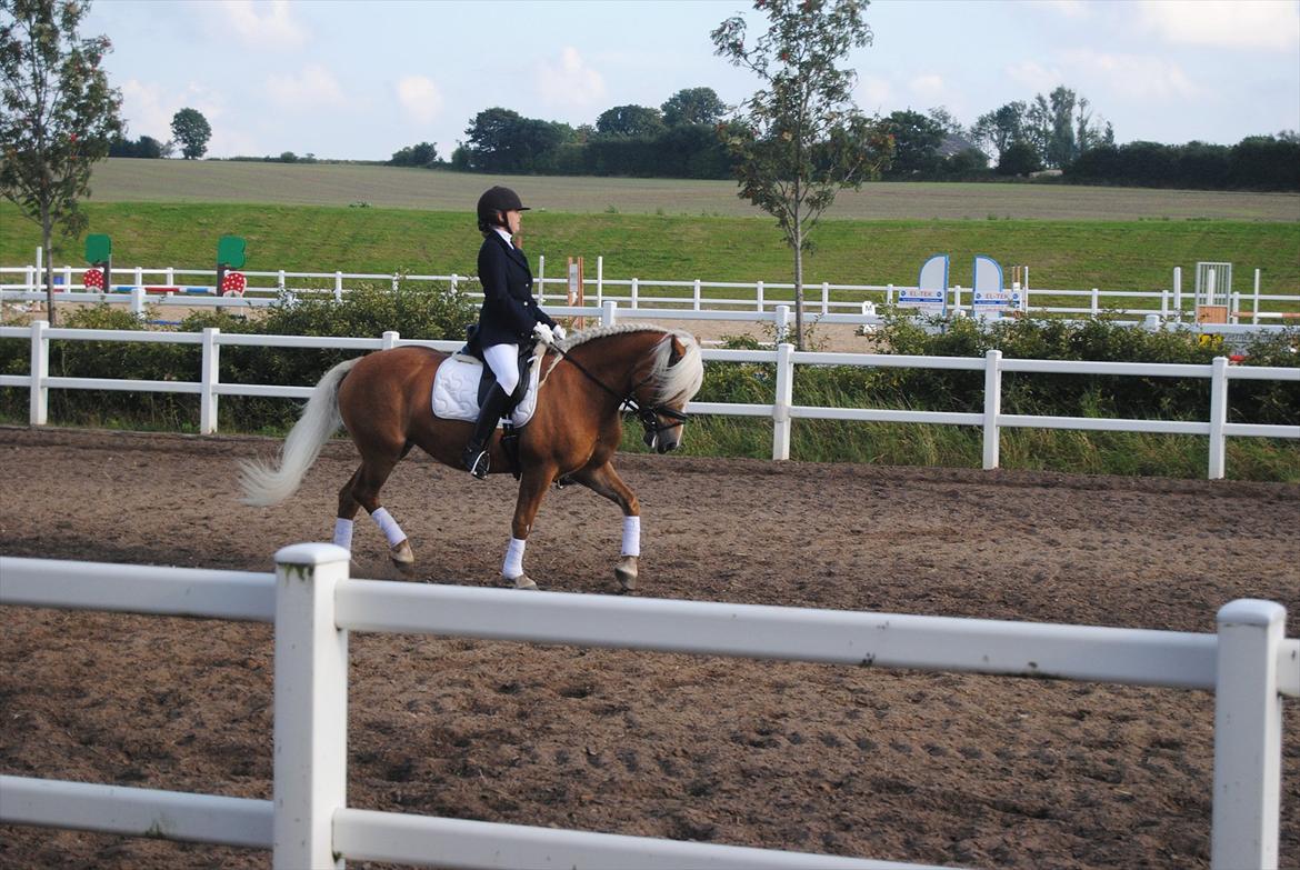 Tyroler Haflinger Formela "Zindy" billede 9