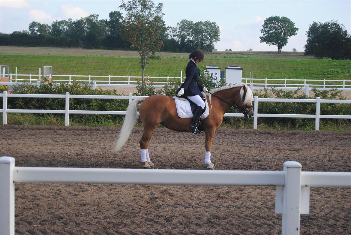Tyroler Haflinger Formela "Zindy" billede 10