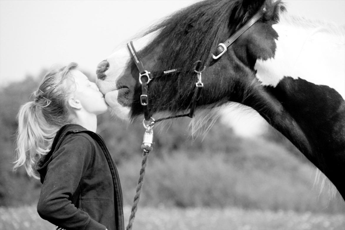 Irish Cob Bam Bam - Mys ;'D billede 6