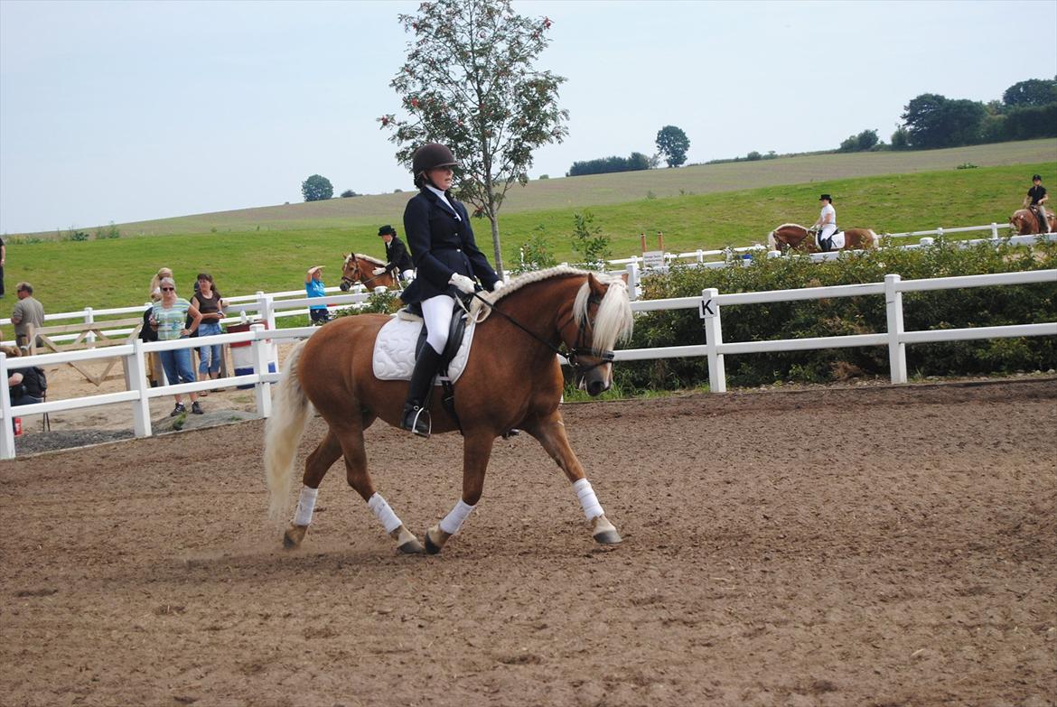 Tyroler Haflinger Formela "Zindy" billede 12