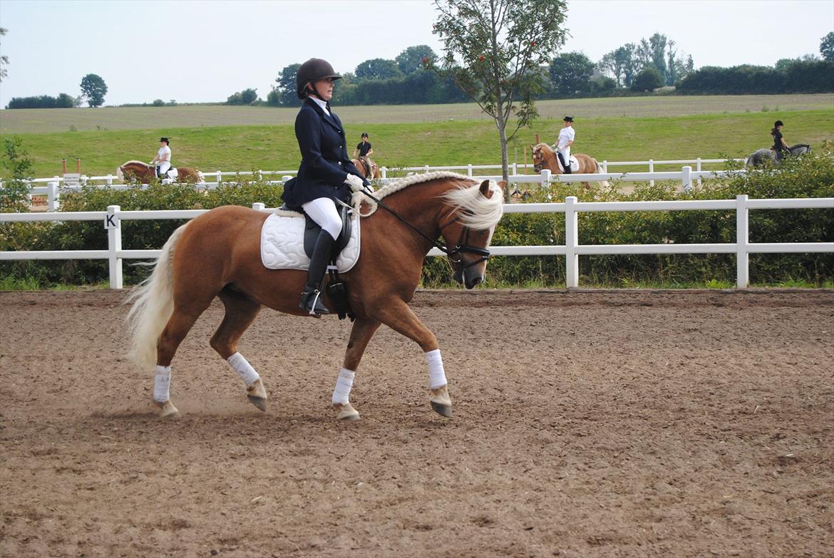 Tyroler Haflinger Formela "Zindy" billede 13