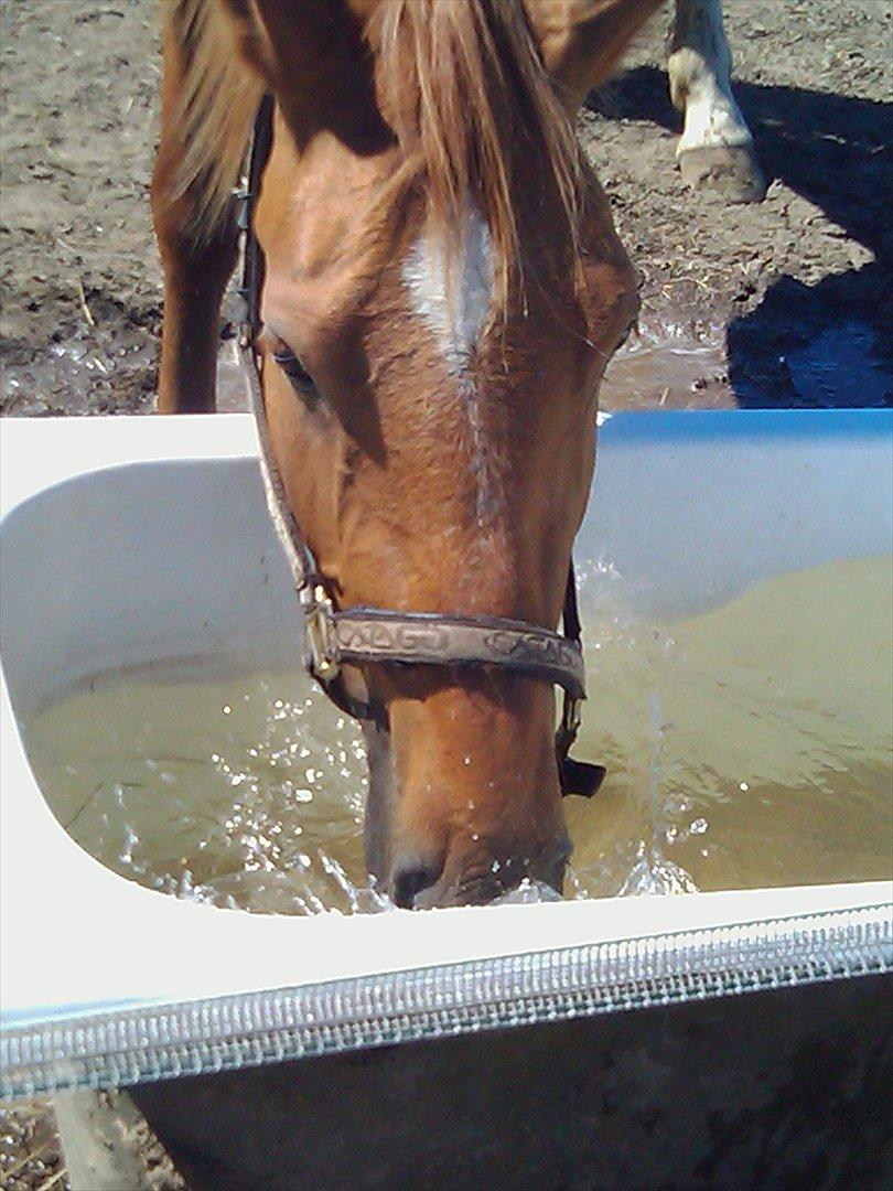 Frederiksborg Majse  - Puhaaa..  v... va... van.. var.. varmt.. var.. va... van.. VAND!!! billede 7