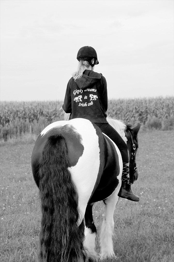 Irish Cob Bam Bam - Uden hovedtøj og sadel.. Det er så'n jeg ka' li' det ;) billede 11