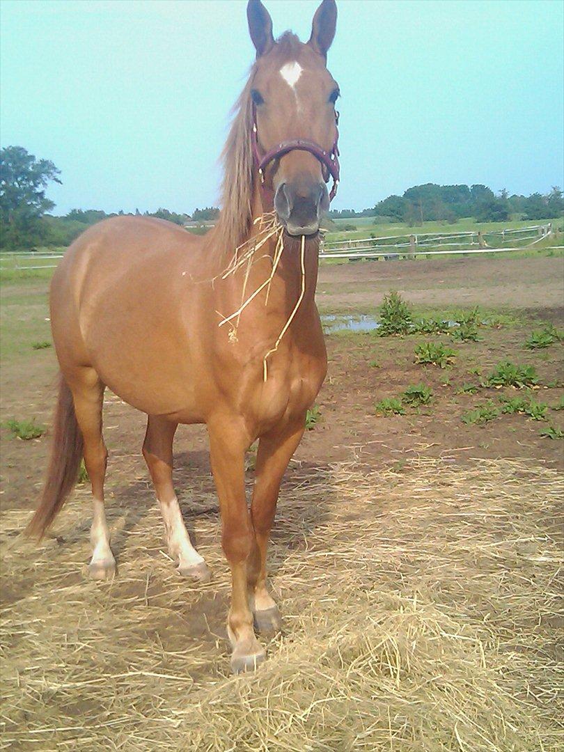 Frederiksborg Majse  -  Majse; elske mig på min Majse Dag, for der har jeg allermest brug for dig!!!
Tro mig RødTop; I DO!!!! billede 8