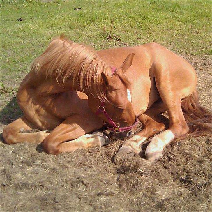Frederiksborg Majse  - mor elsker sin lille sovetrold.!!!
Hun er så kær. billede 9