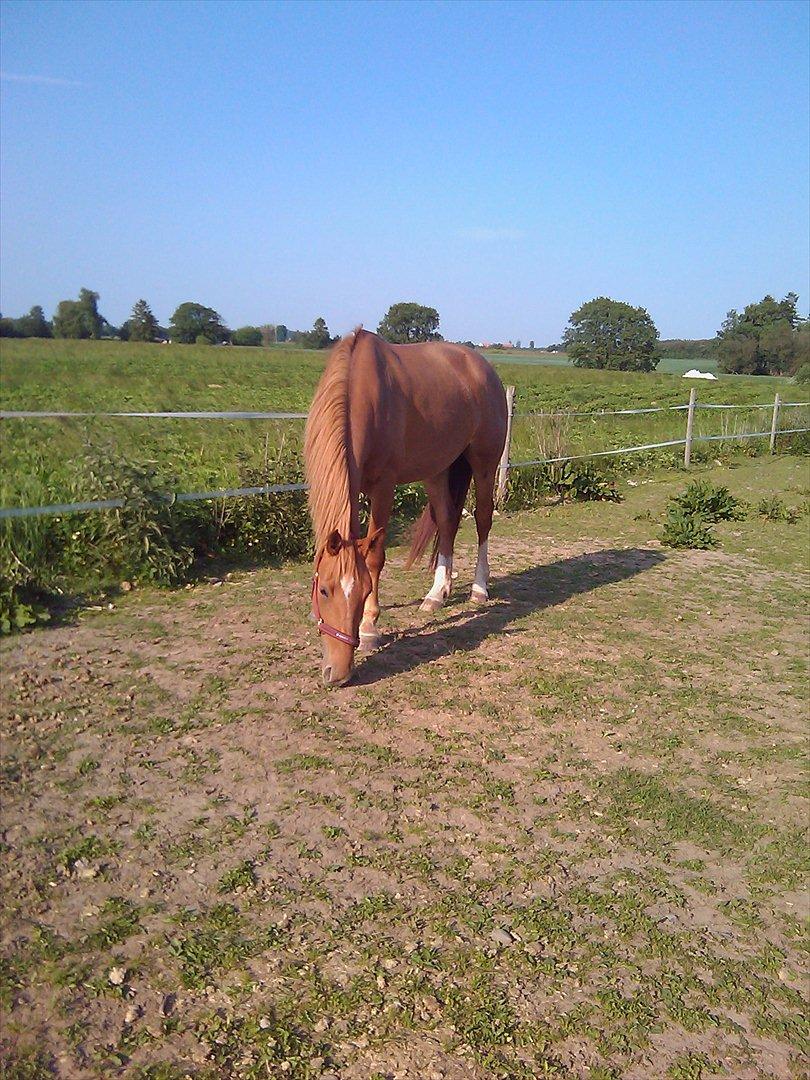 Frederiksborg Majse  - DU er langt fra perfekt, for du er meget mere end perfekt<3<3 billede 10