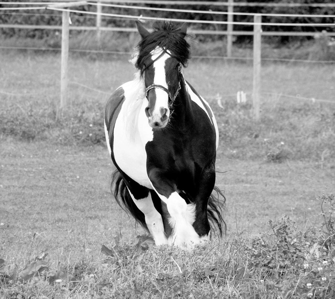 Irish Cob Bam Bam - Kom til mutti! :* billede 15