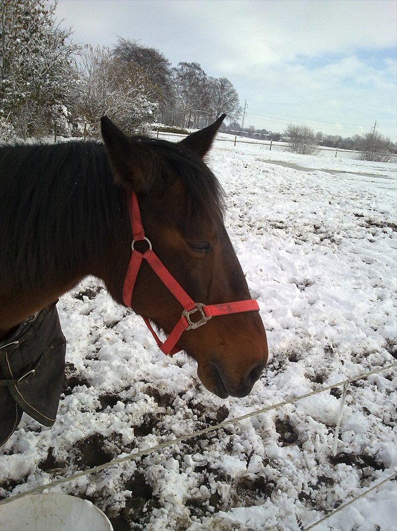 Standardbred Sofie The Great - Velkommen til min bedste vennindes profil <3 billede 1