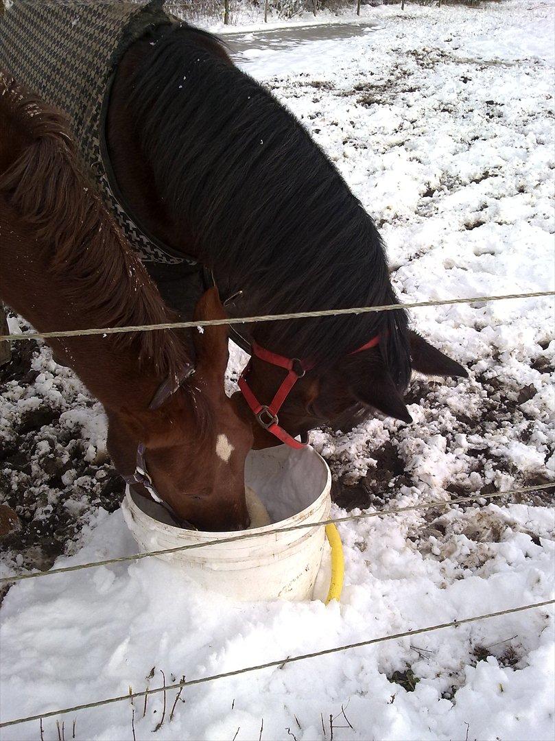 Standardbred Sofie The Great - I er som snefnug, der er aldrig blevet fundet 2 af jer <3 billede 3