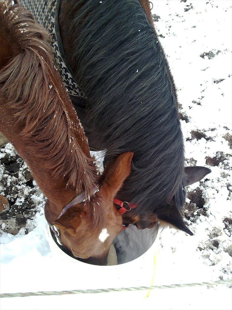 Standardbred Sofie The Great - Du skal ikke finde en du kan leve med, - du skal finde en du ikke kan leve uden <3 Sofie og Quincy vi ses i himlen <3 billede 6