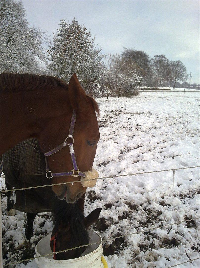 Standardbred Sofie The Great - Sofie og Quincy på fold R.I.P. Quincy billede 10