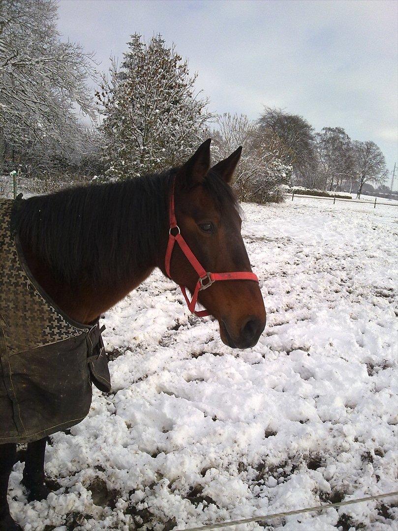 Standardbred Sofie The Great - love is like a war, easy to start, difficult to stop, and never to forget <3 billede 8