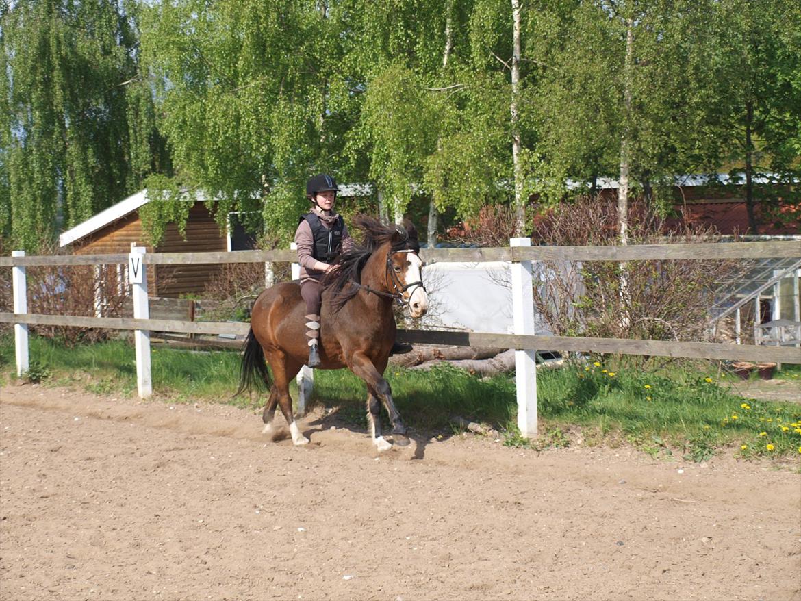 DSP Bibsen (Passer) - Dig og mig på banen <3  billede 5