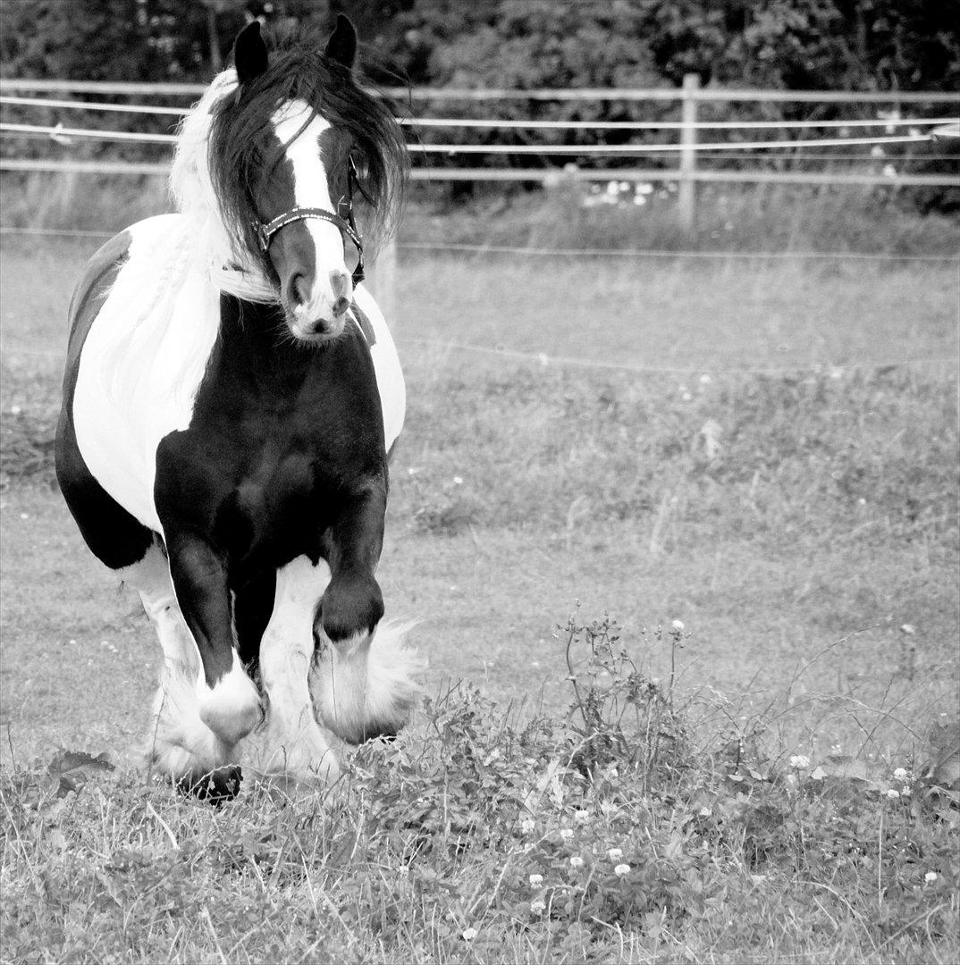 Irish Cob Bam Bam - Jeg elsker det her billede :) billede 19