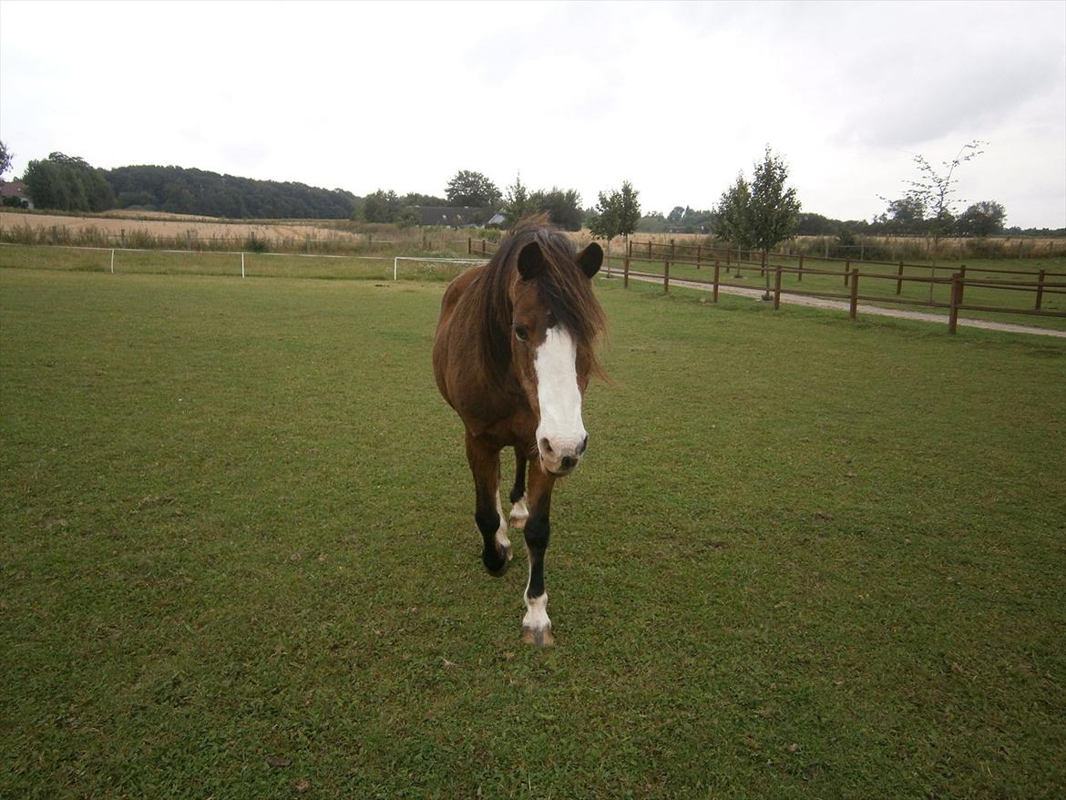 DSP Bibsen (Passer) - Dig på marken<3 Du er så dejlig :) billede 7