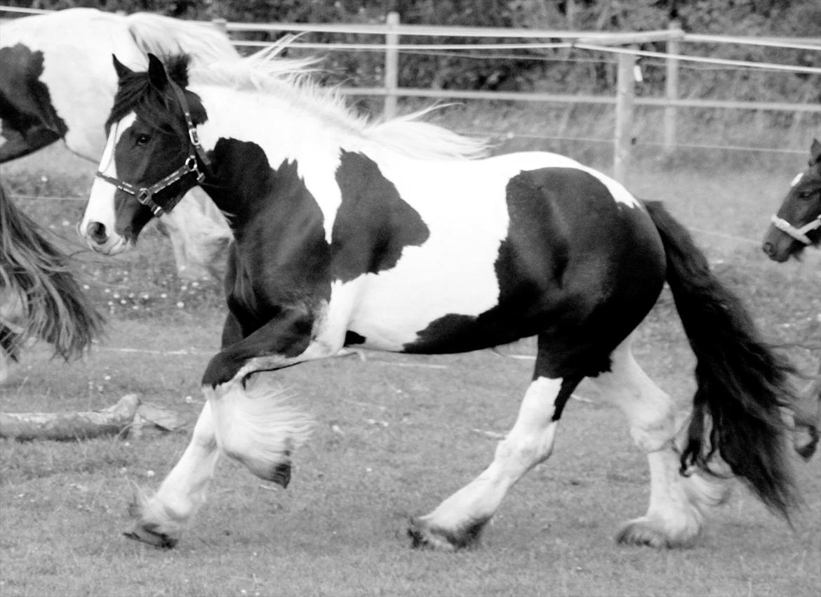 Irish Cob Bam Bam - Eij, men hvordan kan man ikk' elske hende :') billede 17