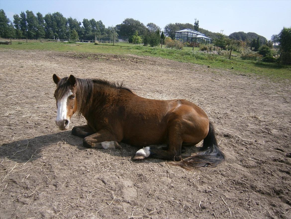 DSP Bibsen (Passer) - Så nuttet <3 billede 11