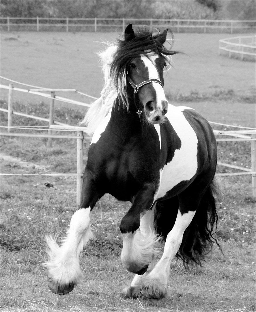 Irish Cob Bam Bam - Mmmm ^^' billede 1