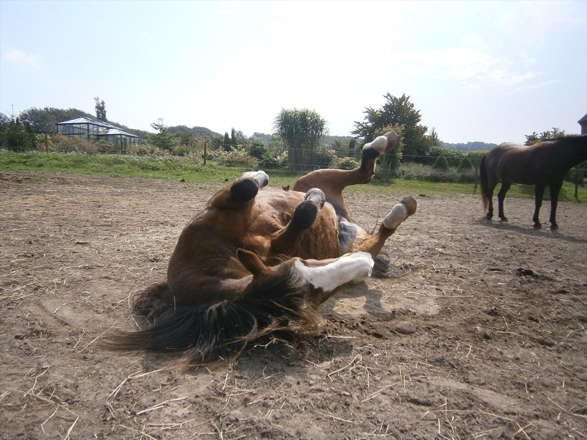 DSP Bibsen (Passer) - "Uhhh det er dejligt" <3 ;D billede 4