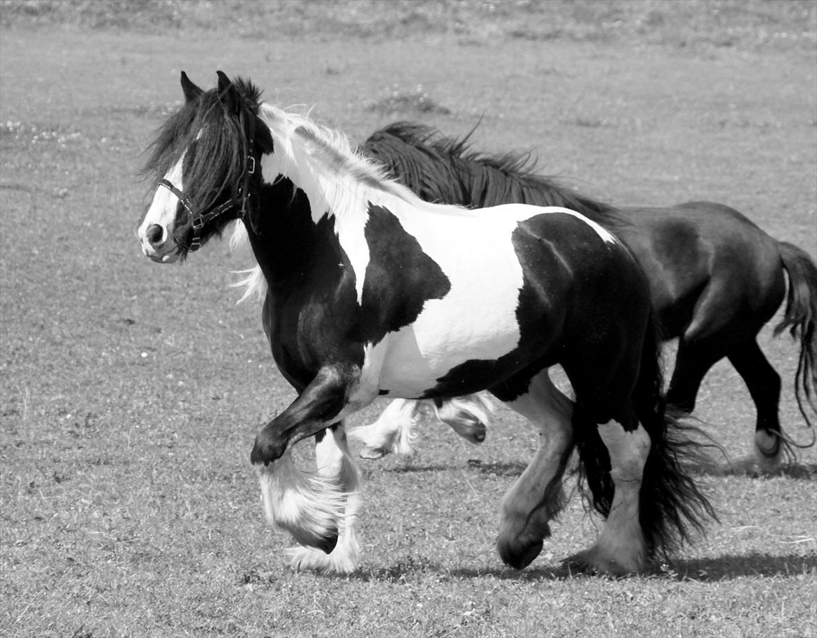 Irish Cob Bam Bam - Smuksak :) billede 20