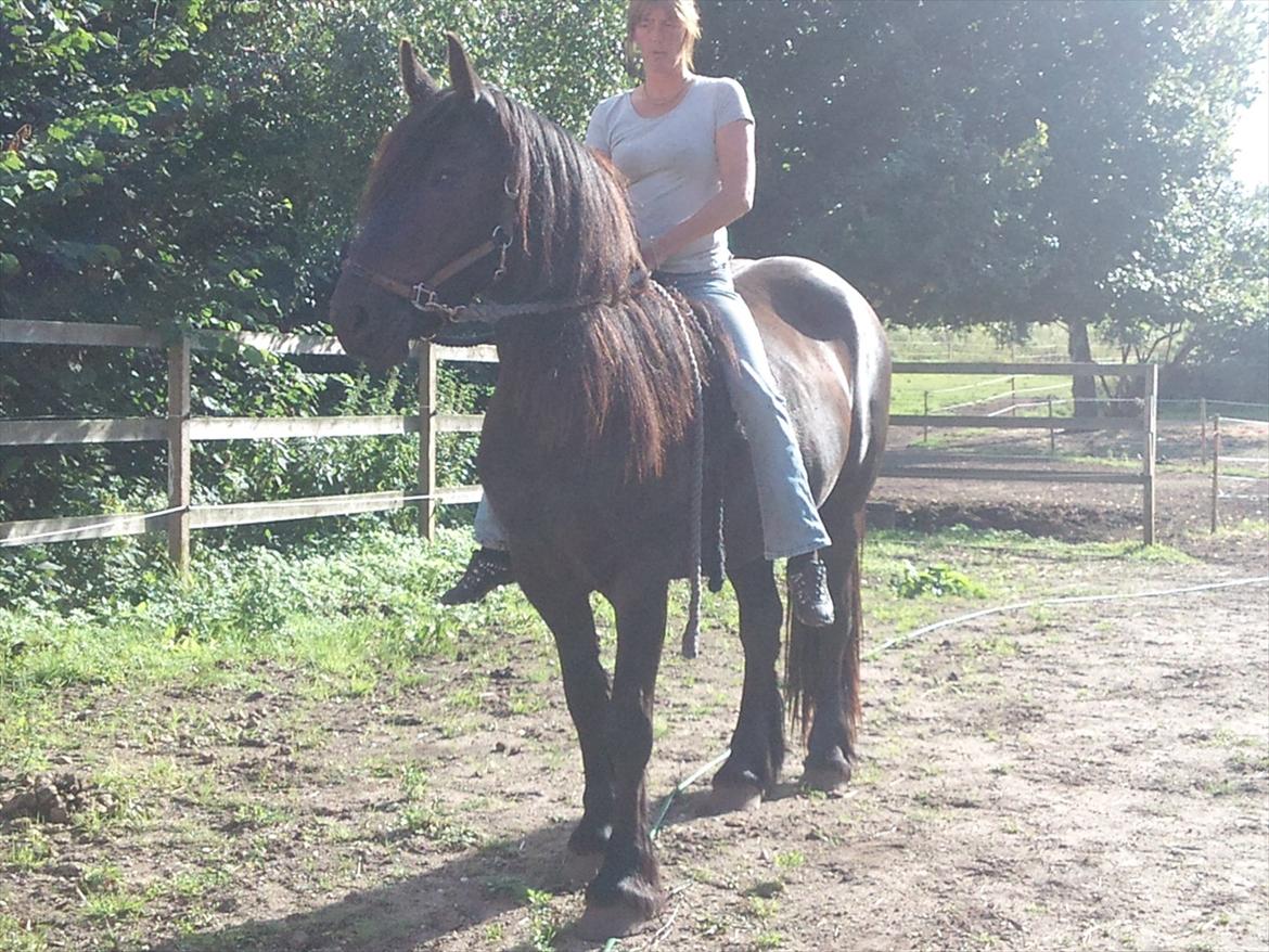 Anden særlig race Amaya #SOLGT# - Alene rundt på folden kun med træktov. 
Hun er bare så dejlig rolig  ;0) billede 18