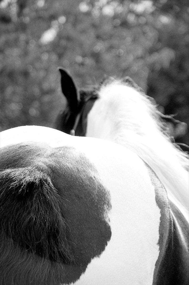 Irish Cob Bam Bam - Go' røv!! xD billede 2