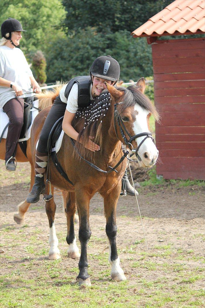 DSP Bibsen (Passer) - <3 billede 3