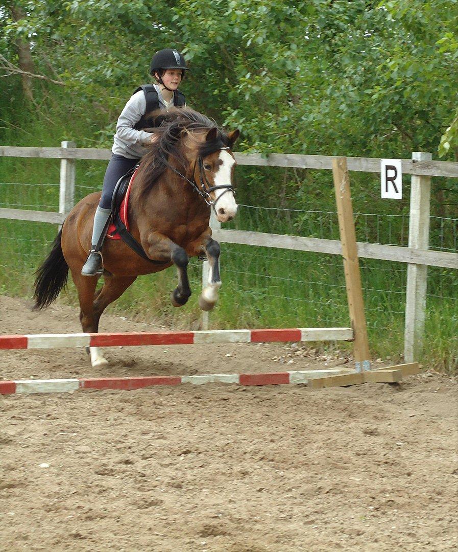 DSP Bibsen (Passer) - Du springer fantastisk! <3 billede 14