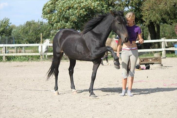 New Forest Banda - Spanske skridt.. :) billede 14