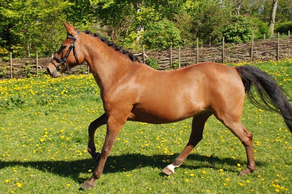 DSP Stidsbjergs Chasmin <3 Solgt. - Sommer 2011<3 billede 10