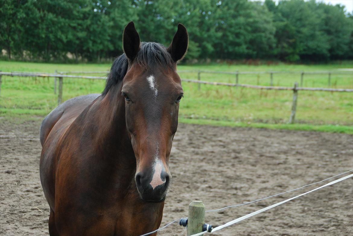 Oldenborg Gunnihus Nino billede 6