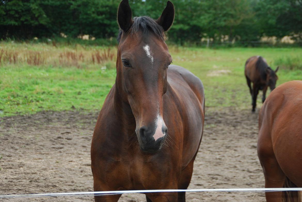 Oldenborg Gunnihus Nino billede 3