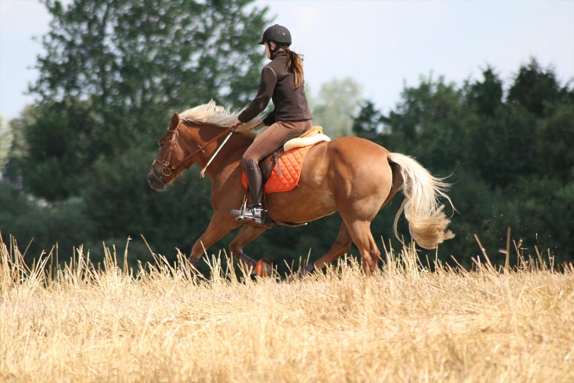 Haflinger Katarina *bronze vinder ved haflinger DM 2016* - Tur på stubmark d. 7-8-2011 :b billede 9