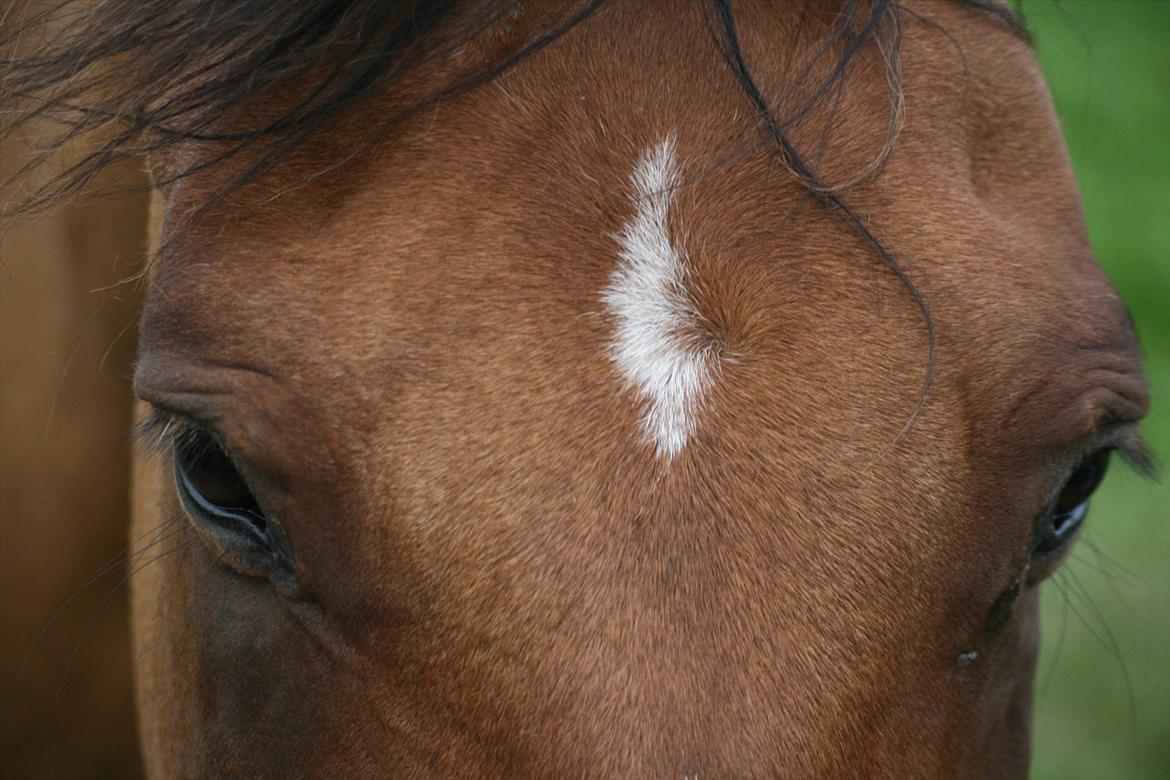 Anden særlig race | WALIANT - © Amanda Clausen billede 6