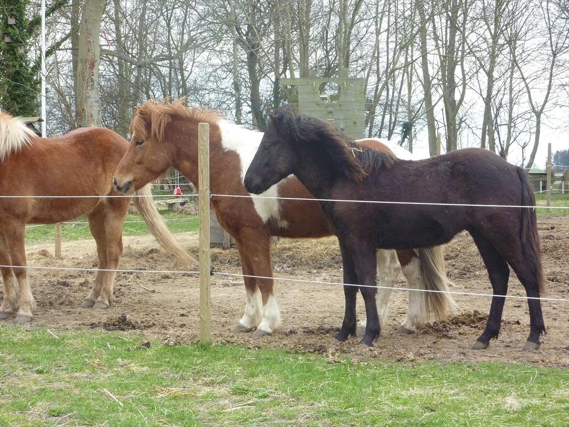 Islænder Leikur fra Worregård solgt  billede 13