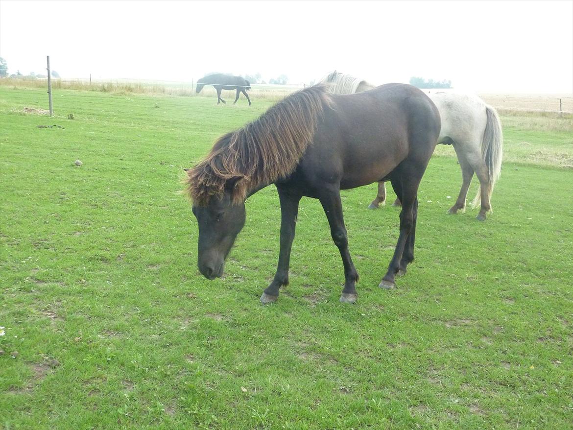 Islænder Leikur fra Worregård solgt  billede 14