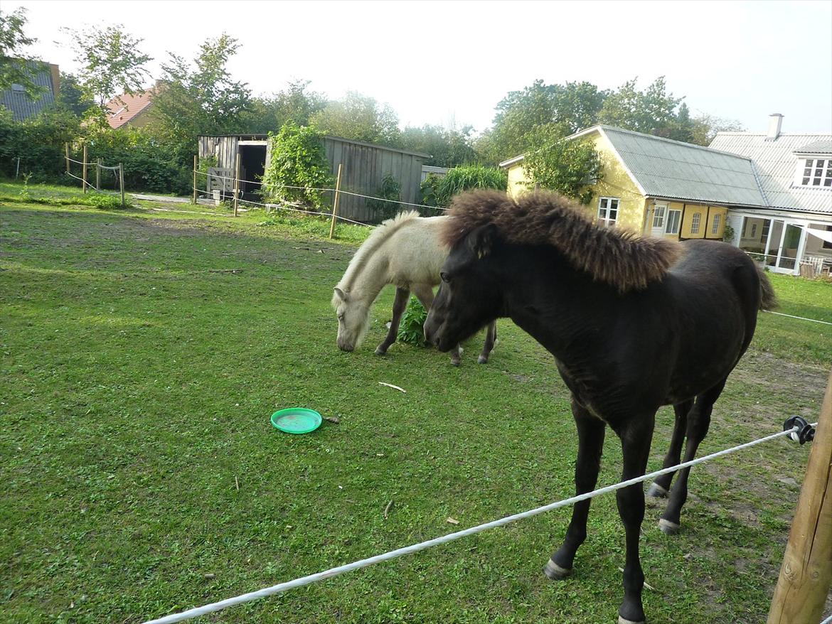 Islænder Leikur fra Worregård solgt  billede 15