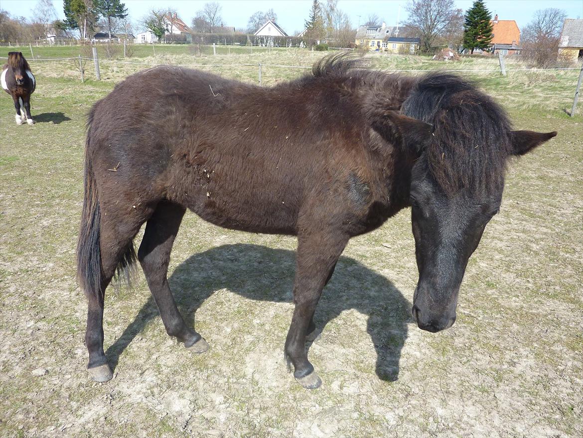 Islænder Leikur fra Worregård solgt  billede 18