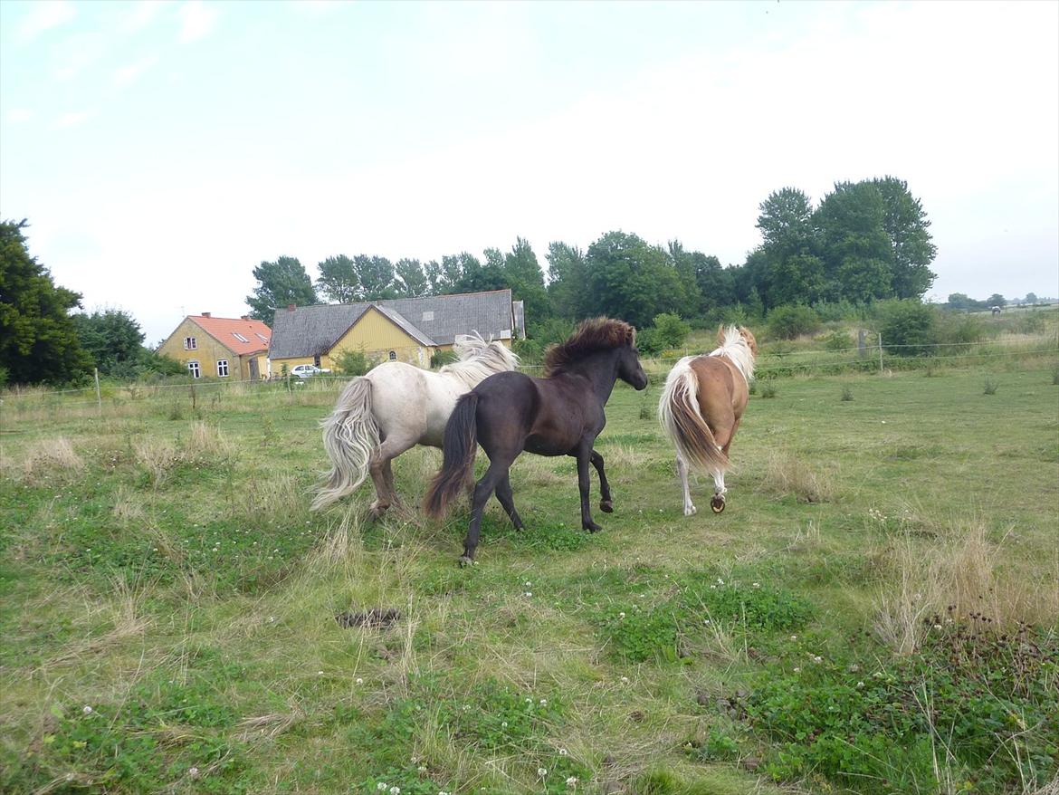 Islænder Leikur fra Worregård solgt  billede 19