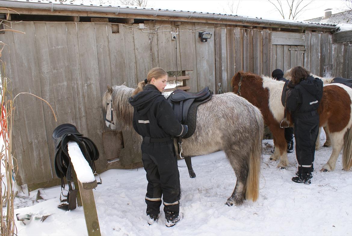 Islænder Kringla f Haukagili R.I.P  billede 19