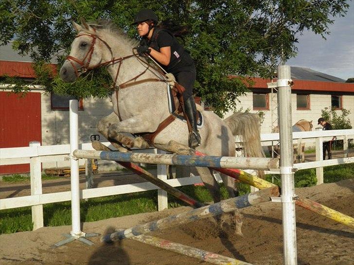 Arabisk fuldblod (OX) | Ramuz Asil OX - Springtræning 23/8-11 | Foto: Stephanie billede 3