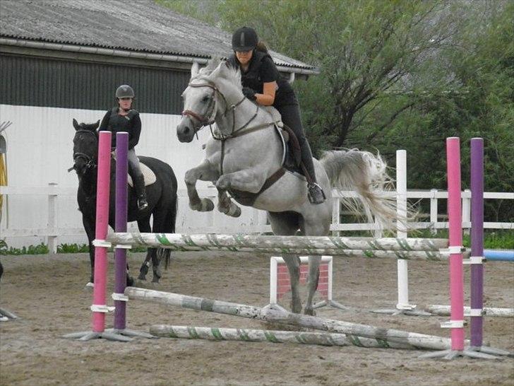 Arabisk fuldblod (OX) | Ramuz Asil OX - Springtræning 23/8-11 | Foto: Stephanie billede 8