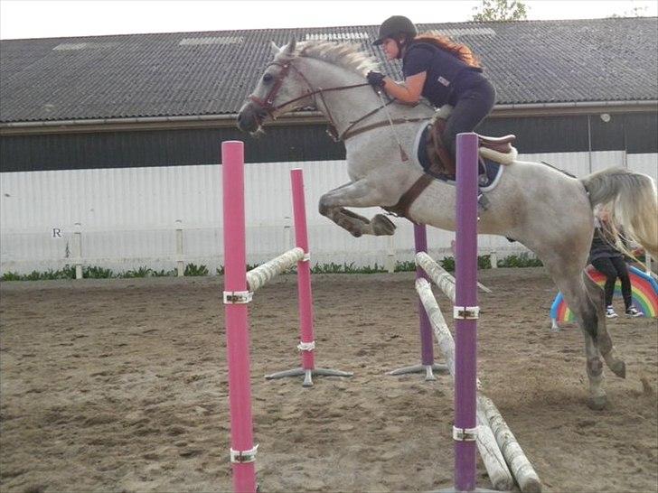 Arabisk fuldblod (OX) | Ramuz Asil OX - Springtræning 23/8-11 | Foto: Stephanie billede 7