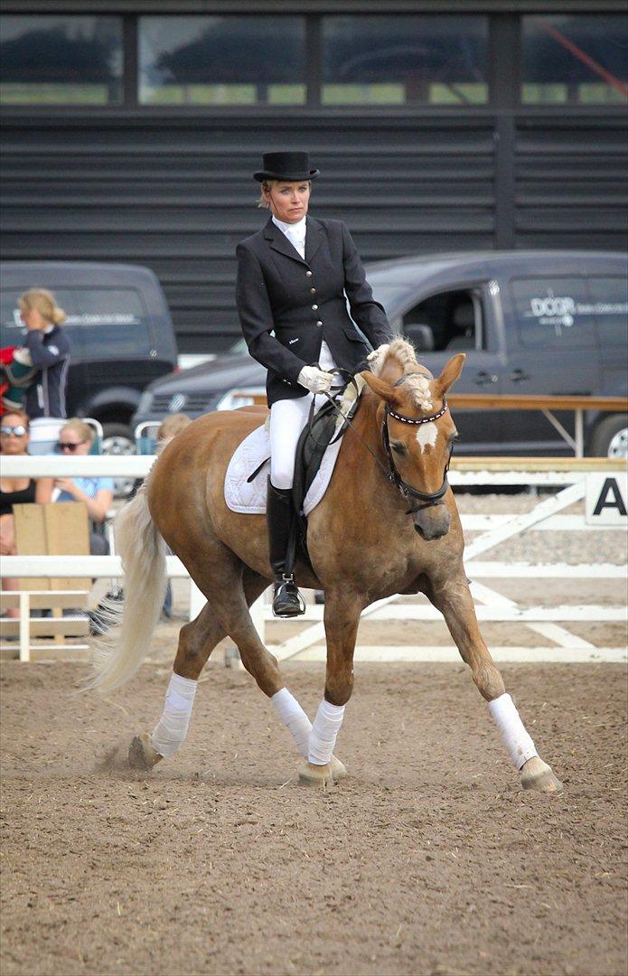 Haflinger Starka af Lille Rosenlund - Haflinger DM-2011
Sølv-vinder i dressur for seniorer billede 1