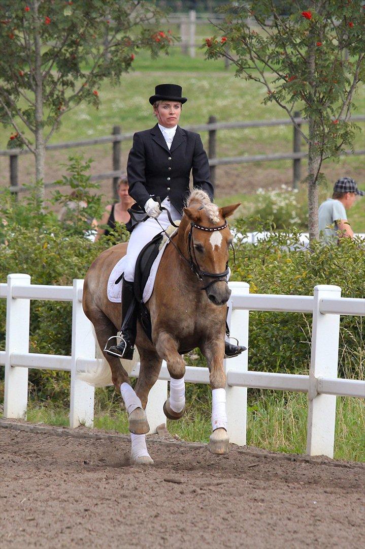 Haflinger Starka af Lille Rosenlund - Haflinger DM-2011
Sølv-vinder i dressur for seniorer billede 2