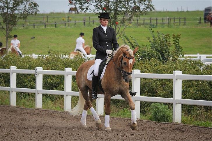 Haflinger Starka af Lille Rosenlund - Haflinger DM-2011
Sølv-vinder i dressur for seniorer billede 3