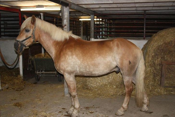 Haflinger Starka af Lille Rosenlund - Stille stund i stalden billede 5