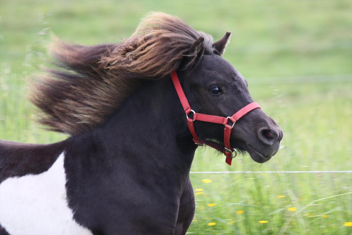 Shetlænder Stjernens Tiger -  Tiger som 2 års
"En dag tog jeg mig selv i at smile uden grund. Så indså jeg at det var fordi jeg tænkte på dig."
 billede 4