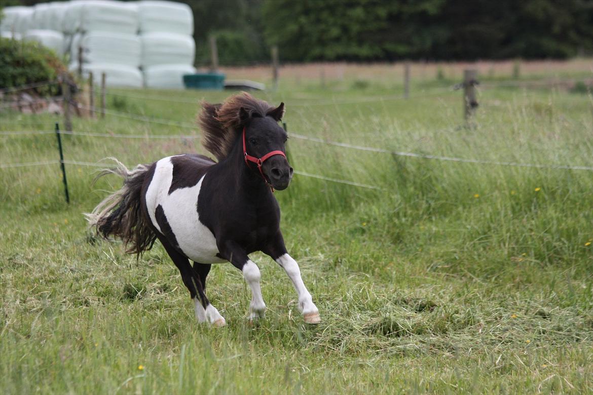 Shetlænder Stjernens Tiger - Man skulle ikke tro Tiger var en lille kortbenet Shetter, han løber hurtigere end vores islænder billede 26