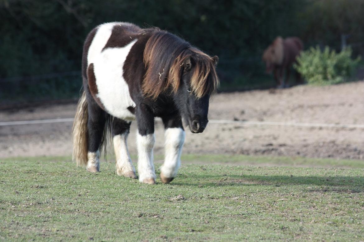 Shetlænder Stjernens Tiger billede 24